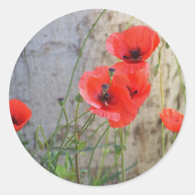 Red Field Corn Poppies Sticker (Front)