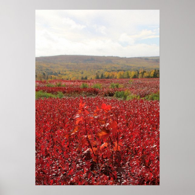 Red Field Poster (Front)