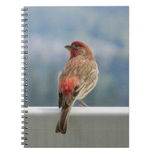 Red Finch Checking out the View. Notebook