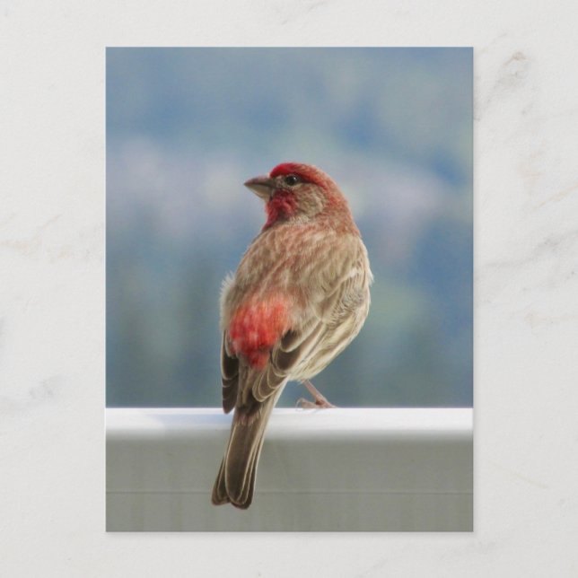 Red Finch Checking out the View. Postcard (Front)