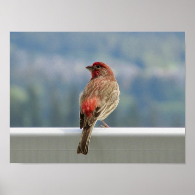 Red Finch Checking out the View. Poster (Front)