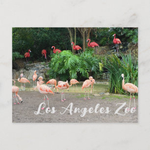 "Red Flamingos" and Pink Flamingos at Zoo Postcard
