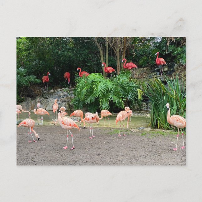 "Red Flamingos" and Pink Flamingos  Postcard (Front)