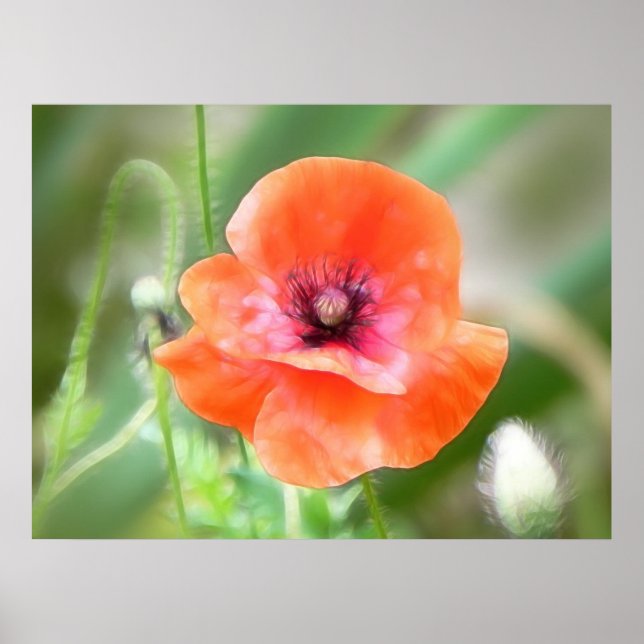 Red Flanders Poppy Poster (Front)