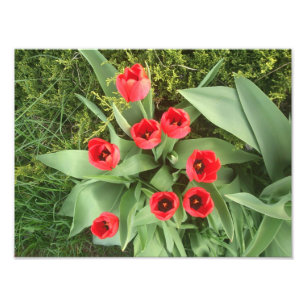 Red Floral Photo Print