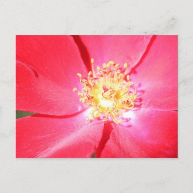 Red Flower # 4 Postcard (Front)