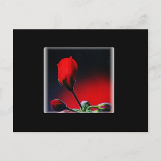 Red Flower Bud Valentine Postcard (Front)