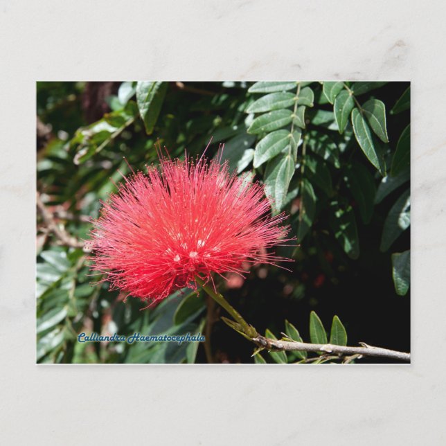 Red Flower - Calliandra Postcard (Front)