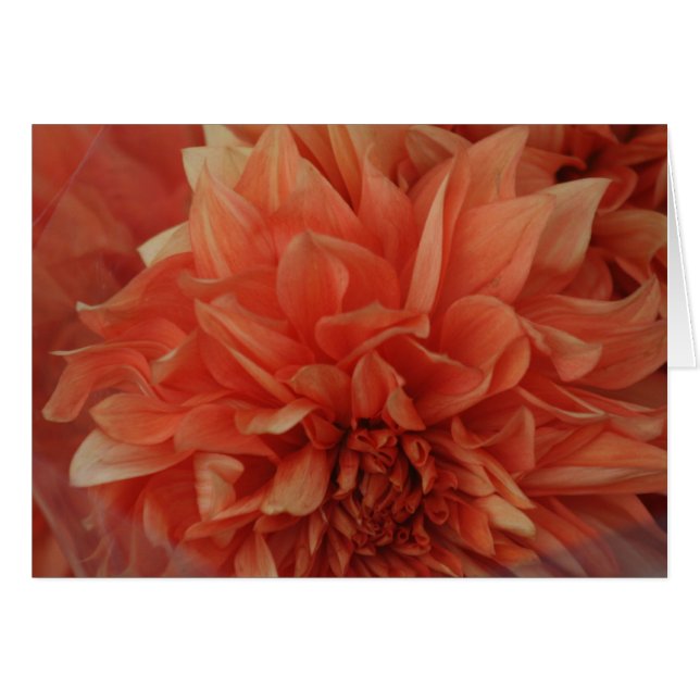 Red Flower card *Blank (Front Horizontal)