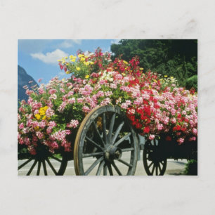Red Flower cart, La Clusaz, France flowers Postcard