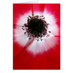 Red Flower Centre Card