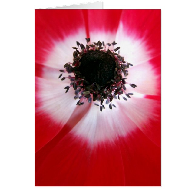 Red Flower Centre Card (Front)