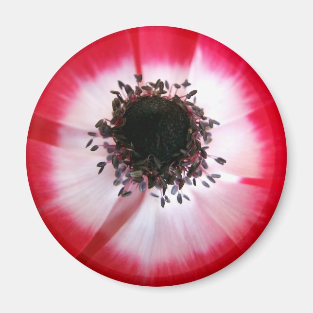 Red Flower Centre Magnet (Front)