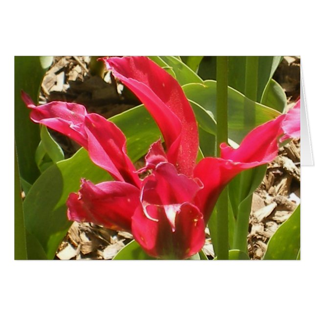 Red Flower - Customised (Front Horizontal)