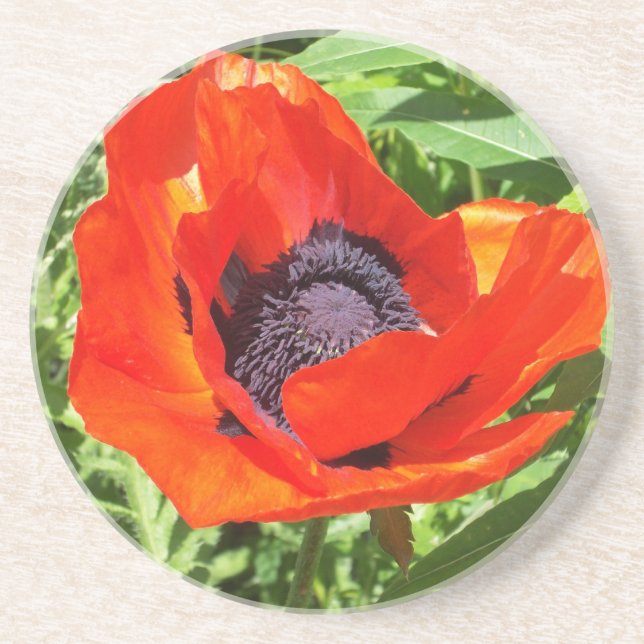 Red Flower in Full Bloom Coaster (Front)