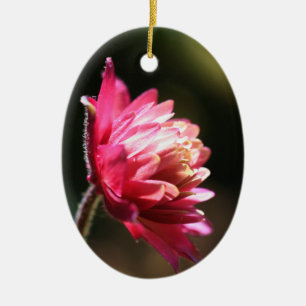 Red Flower In Sunlight Ornament