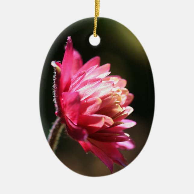 Red Flower In Sunlight Ornament (Front)