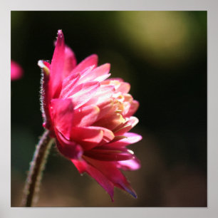 Red Flower In Sunlight Square Poster