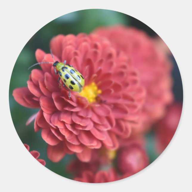 Red Flower Nature Photography Beetle Insect Bug Classic Round Sticker (Front)