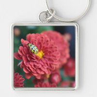 Red Flower Nature Photography Beetle Insect Bug