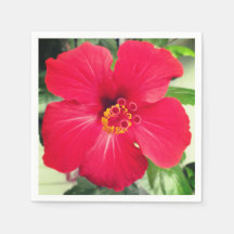 Red Flower of Hibiscus Rosa-sinensis
