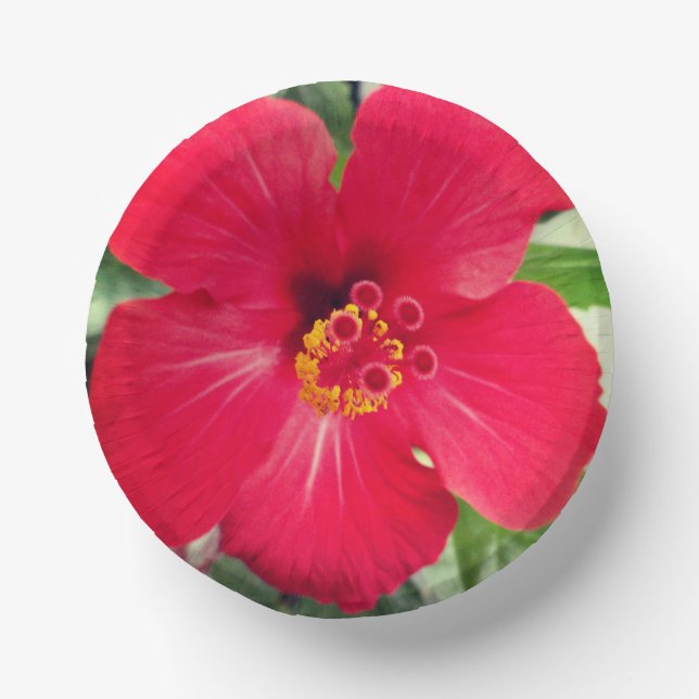 Red Flower of Hibiscus Rosa-sinensis Paper Plate (Front)