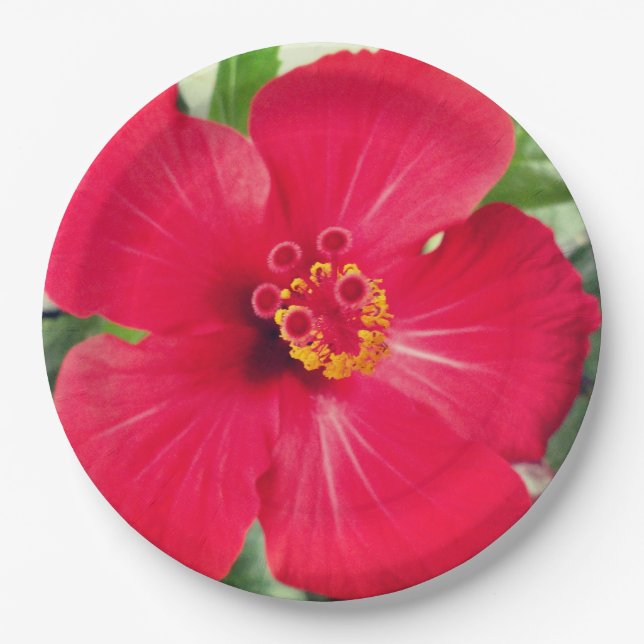 Red Flower of Hibiscus Rosa-sinensis Paper Plate (Front)
