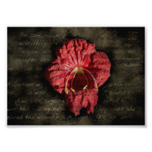 Red Flower on Grunge Text Photo Print