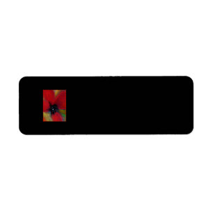 Red Flower, Poppy. Return Address Label