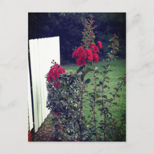 Red flower Postcard