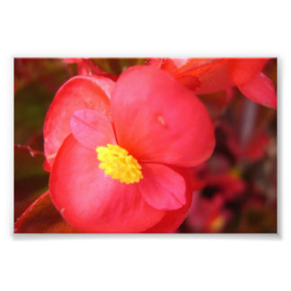 Red Flower Print