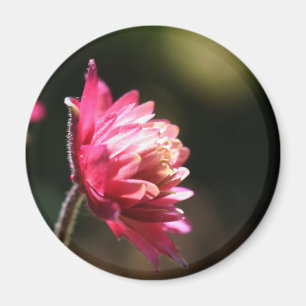 Red Flower Sunlight Floral Magnet