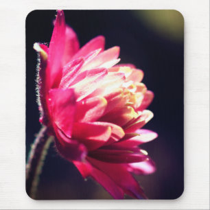 Red Flower Sunlight Floral Mouse Pad