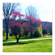 Red Flowering Crabapple Poster