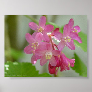 Red Flowering Current Poster