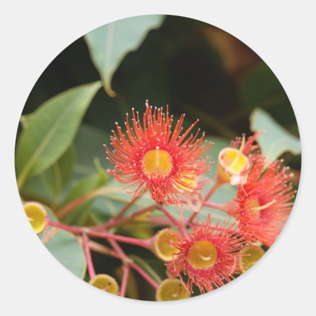 Red flowering gum (Corymbia ficifolia) Classic Round Sticker (Front)