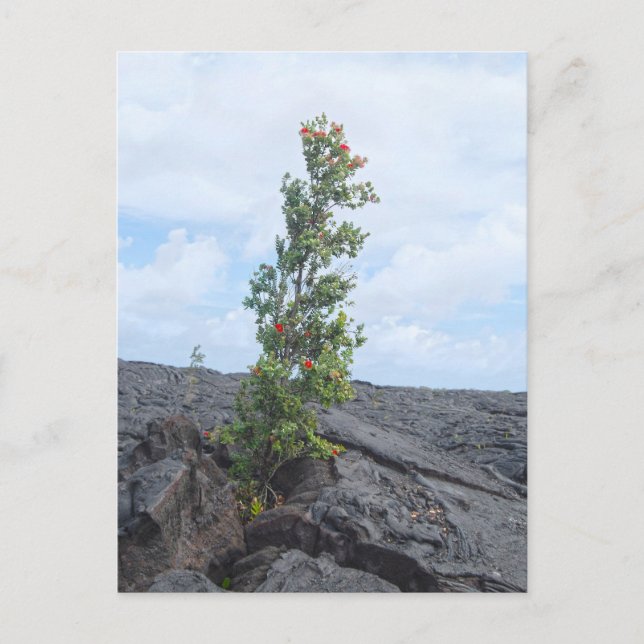 Red Flowering Ohia Tree Growing in Lava Field Postcard (Front)