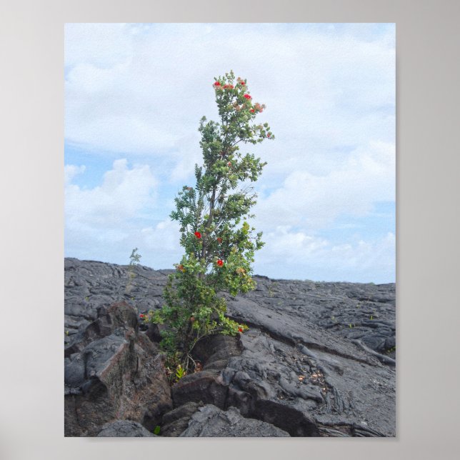 Red Flowering Ohia Tree Growing in Lava Field Poster (Front)