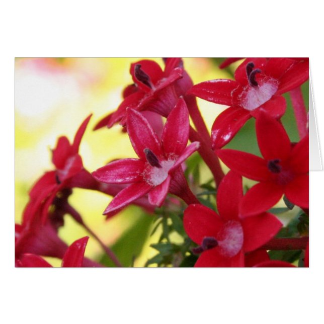 Red Flowers (Front Horizontal)