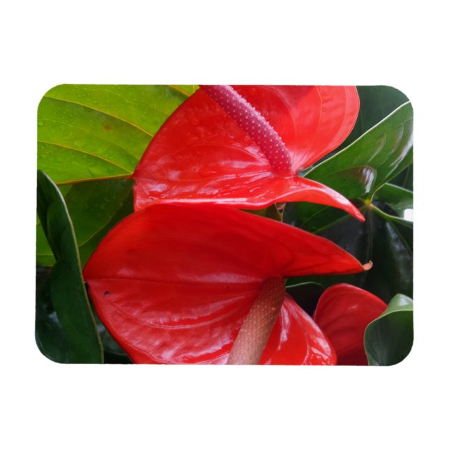 Red Flowers 3"x4" Magnet (Horizontal)