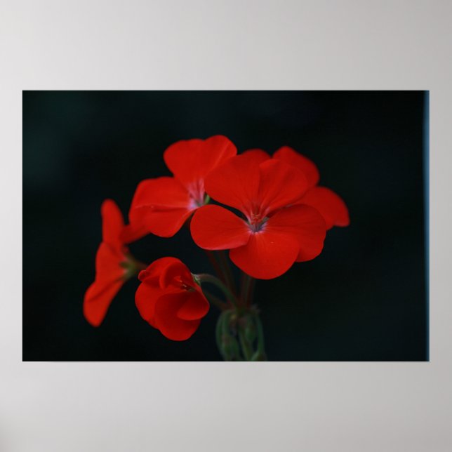 Red Flowers Against Black Background Poster (Front)