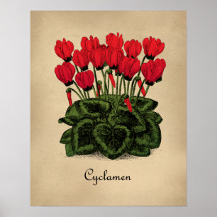 Red Flowers Botanical Poster - Vintage Cyclamen