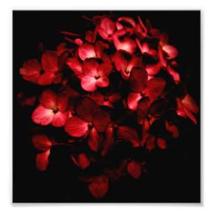 Red Flowers Bouquet in Black Background Photo Print