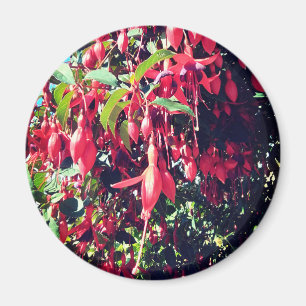 Red flowers magnet
