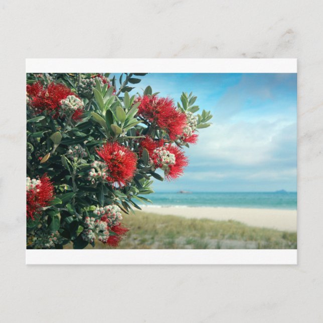 Red flowers paradise beach New Zealand summer Postcard (Front)