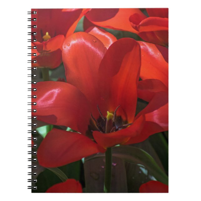 Red flowers photo notebook (Front)
