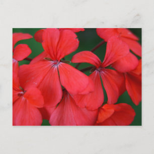 red flowers postcard