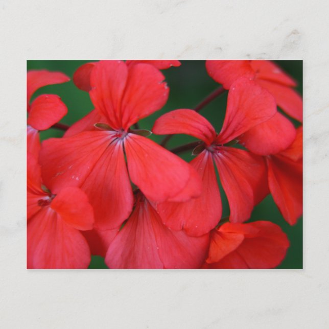 red flowers postcard (Front)