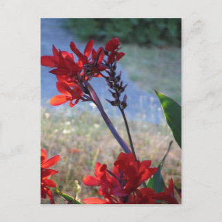 Red Flowers Postcard