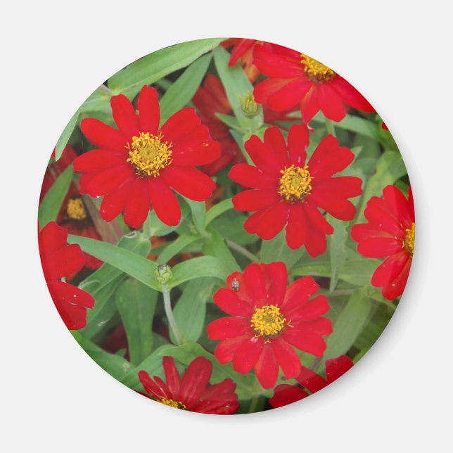 Red flowers with Yellow Centres magnet (Front)
